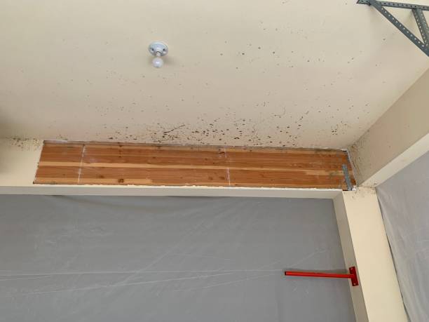 Best Mold Remediation for Healthcare Facilities  in , NH